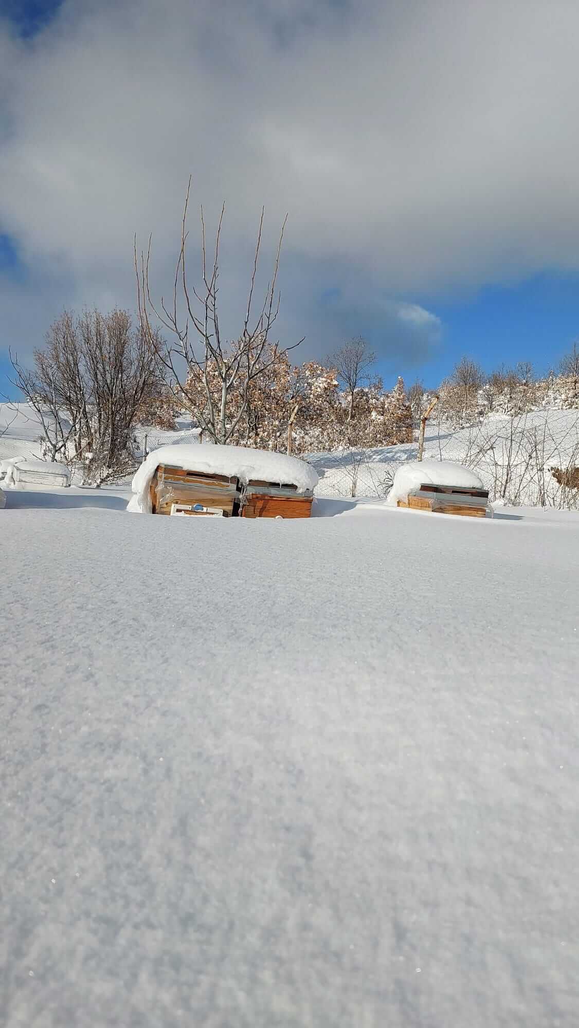 Arılık Manzara